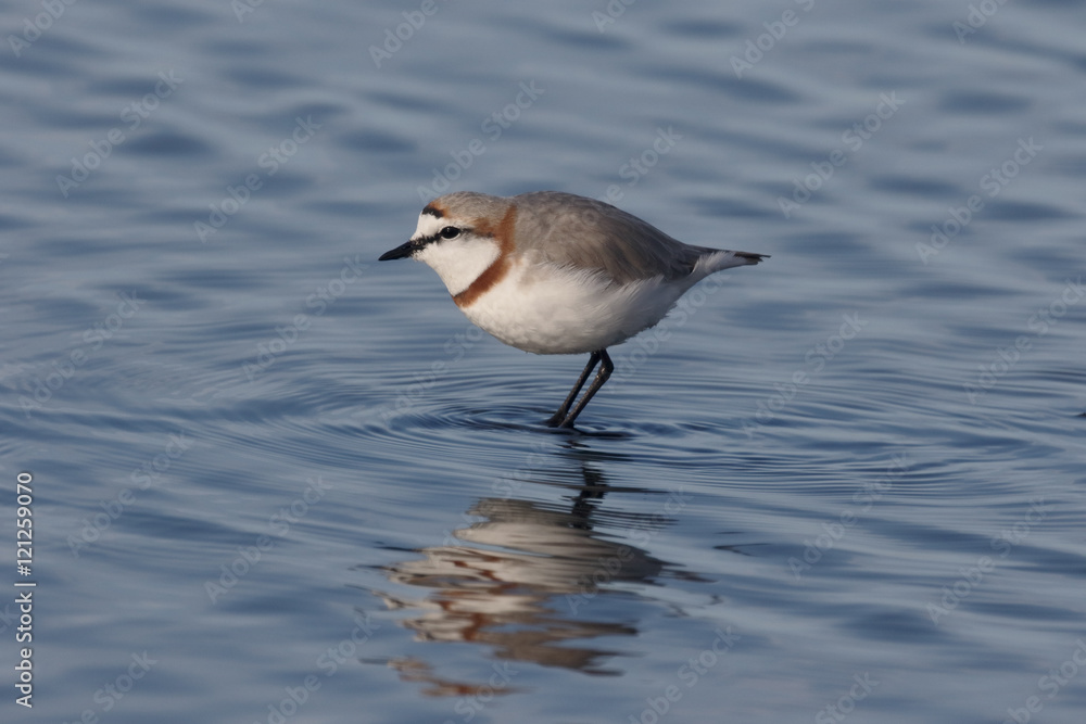 Fototapeta premium Chestnut-banded plover, Charadrius pallidus