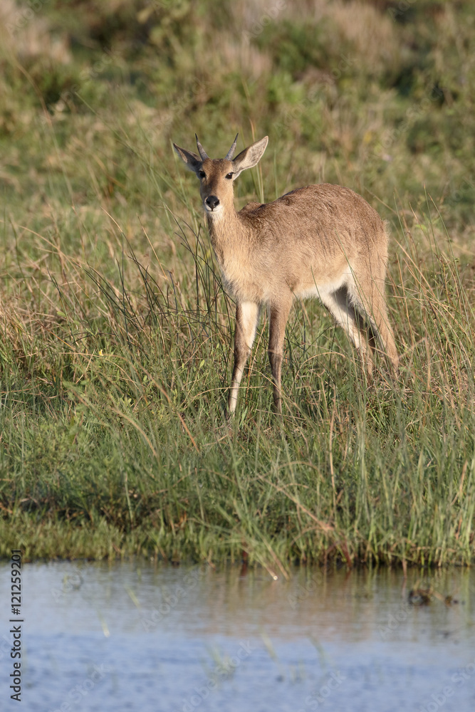Common or Southern reedbuck, Redunca arundinum Common or Southern reedbuck, Redunca arundinum