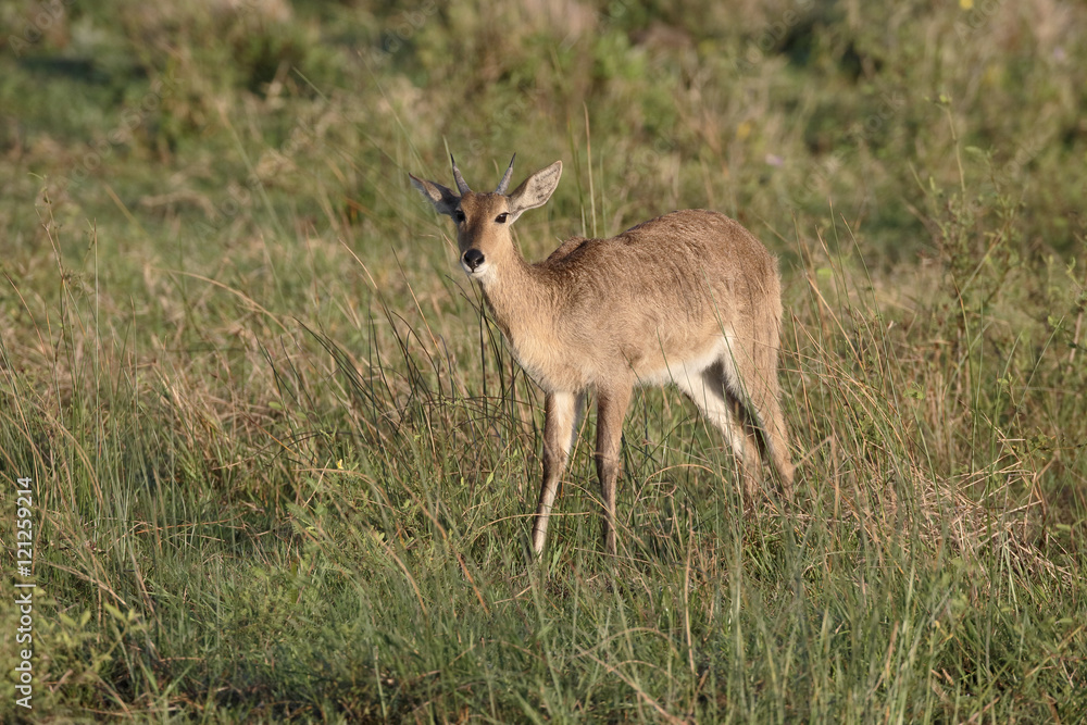 Common or Southern reedbuck, Redunca arundinum Common or Southern reedbuck, Redunca arundinum