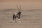 Gemsbok,  Oryx gazella