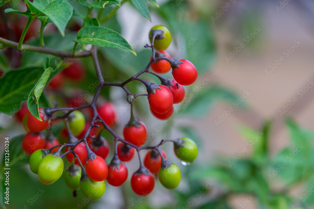 Cowberry Shrub