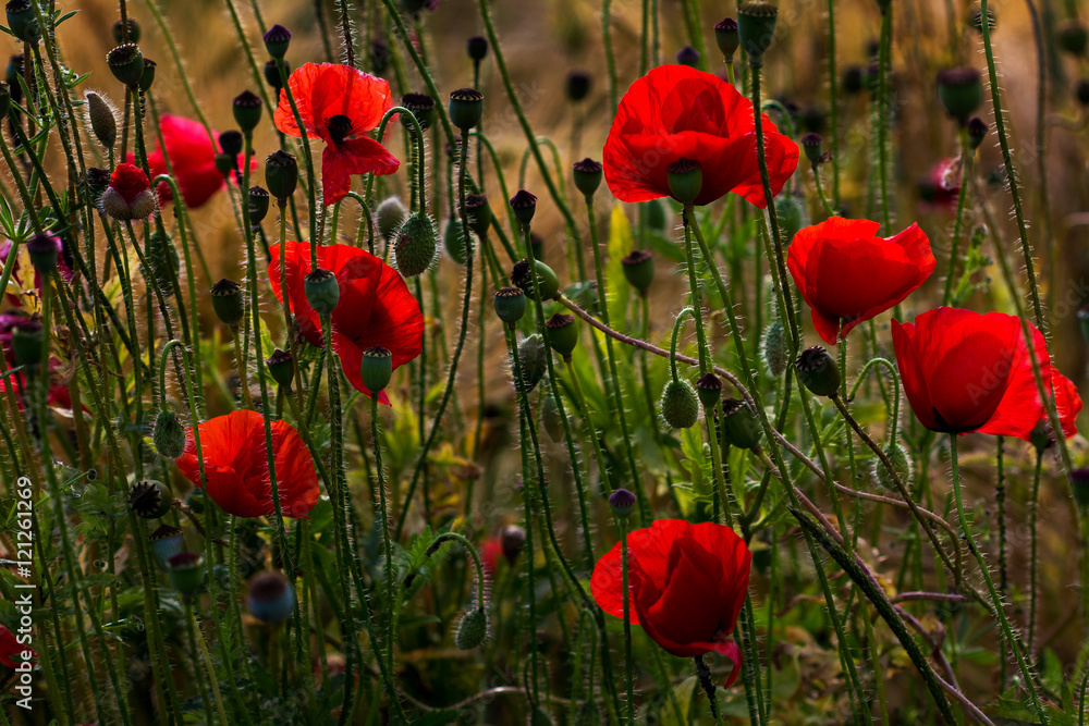 Obraz premium Late summer