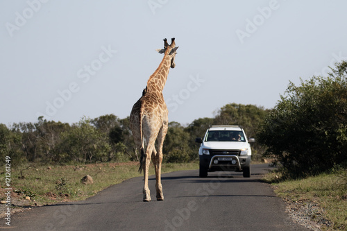Giraffe, Giraffa camelopardalis