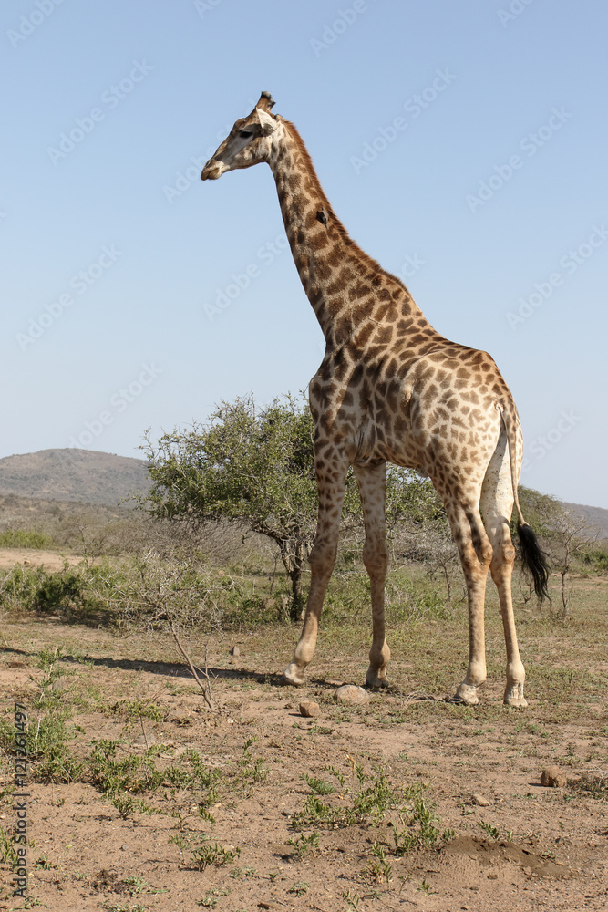 Obraz premium Giraffe, Giraffa camelopardalis