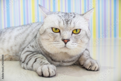 Foto gangster cat
