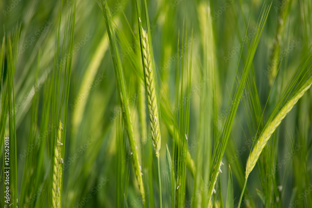 Cereal crop Cereal crop