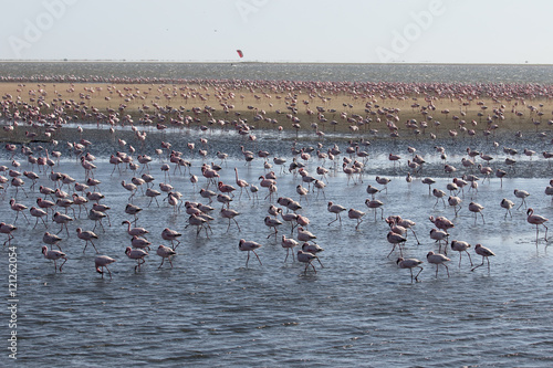 Greater flamingo, Phoenicopterus ruber