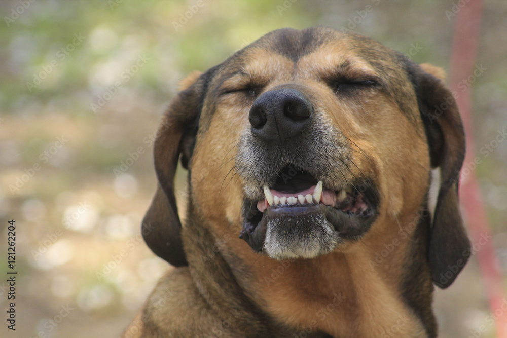 Smiling Rhodesian Ridgeback Dog 
