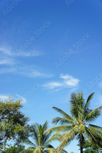 The Coconut  rice field with Blue sky  outdoor style