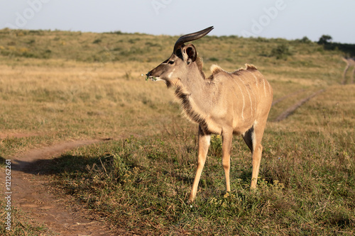 Greater kudu  Tragelaphus strepsiceros