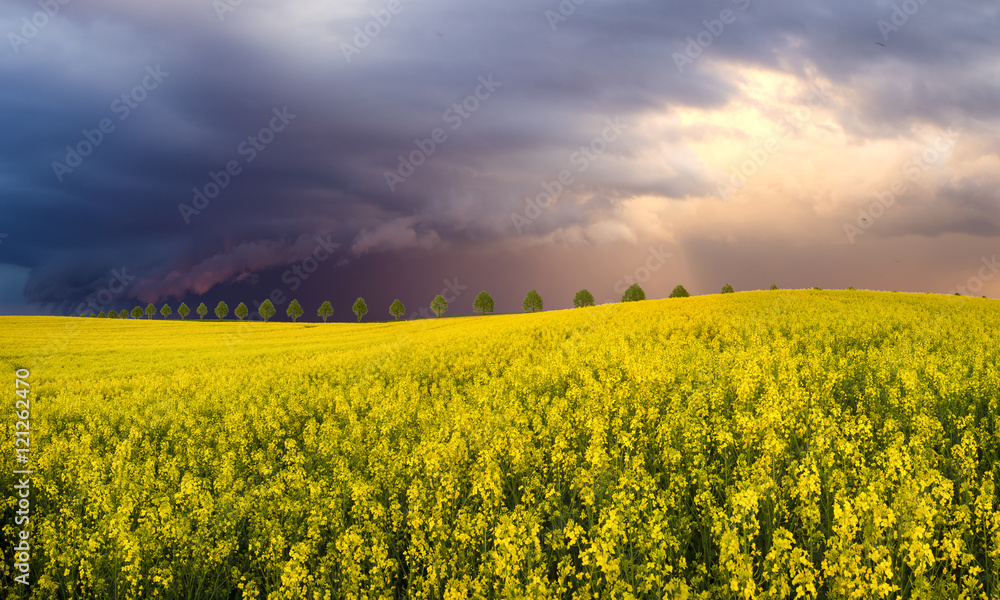 Obraz premium The evening rainstorm over a field of wheat 