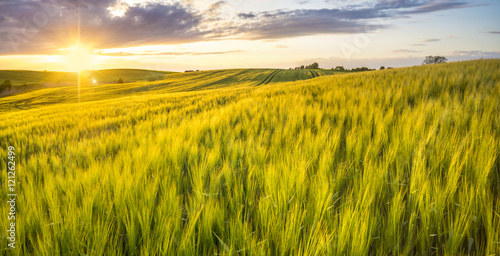 sunset over a field of young wheat