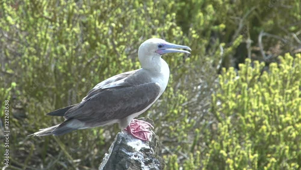 The red-footed booby at Punta Pitt at San Cristobal, Galapagos Islands, Ecuador The red-footed booby at Punta Pitt at San Cristobal, Galapagos Islands, Ecuador