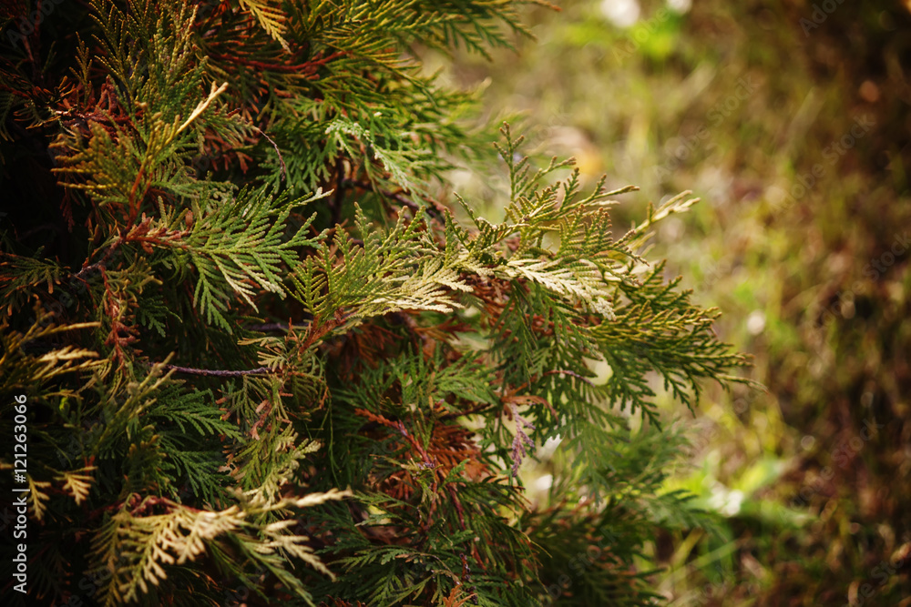 Green arborvitae branches of a coniferous tree, blurred natural