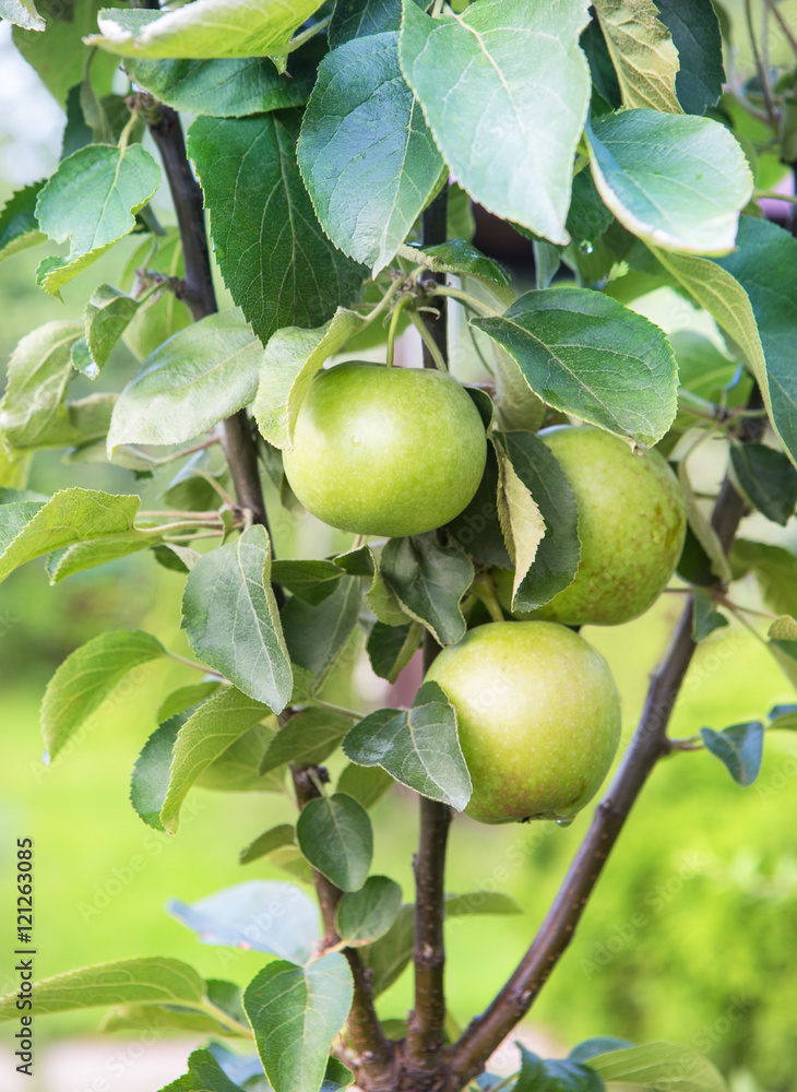 apples on an apple-tree branch apples on an apple-tree branch