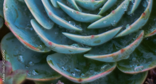 Φωτογραφία Succulent with Dew Drops