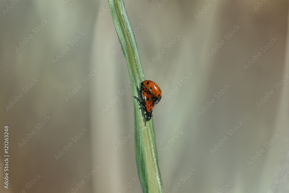 Ladybugs Mating Ladybugs Mating