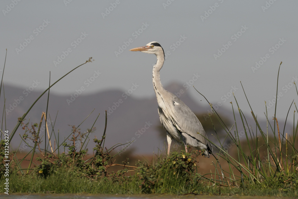 Obraz premium Grey heron, Ardea cinerea