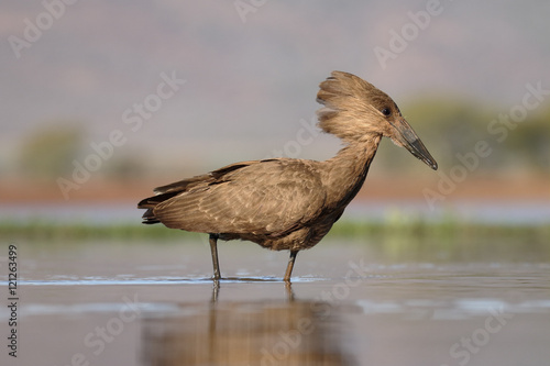 Hammerkop or hamerkop or hamerhead, Scopus umbretta photo