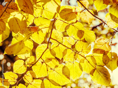 Autumn natural background with yellow linden leaves and bokeh, s