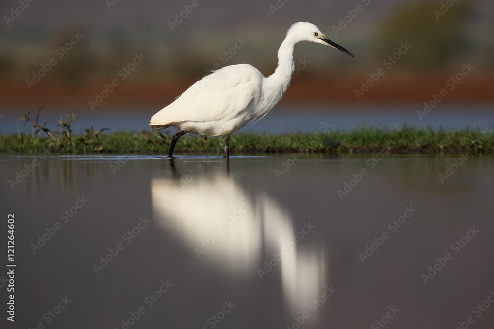 Obraz premium Little egret, Egretta garzetta