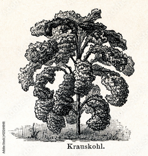 Curly kale (from Meyers Lexikon, 1895, 7/288/289) photo