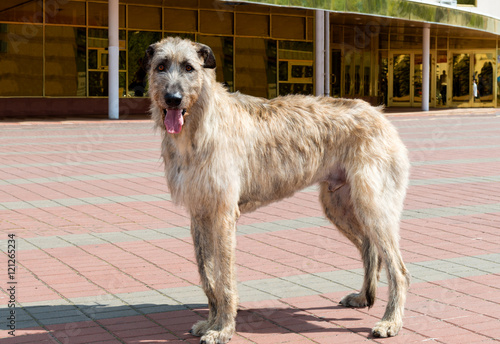 Fototapeta Naklejka Na Ścianę i Meble -  Irish Wolfhound in profile. The Irish Wolfhound stands in park.