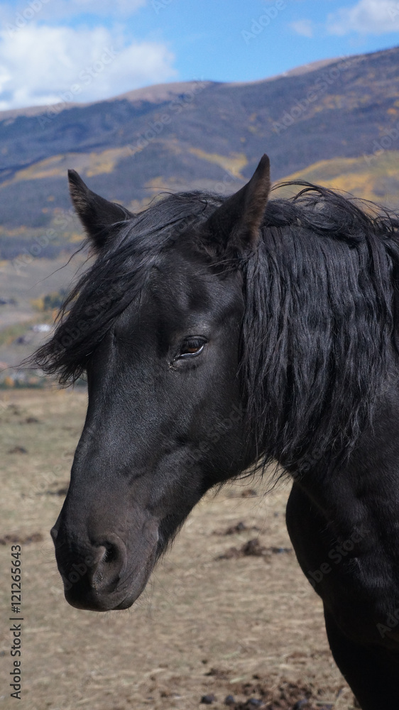Obraz premium Black Horse in Colorado