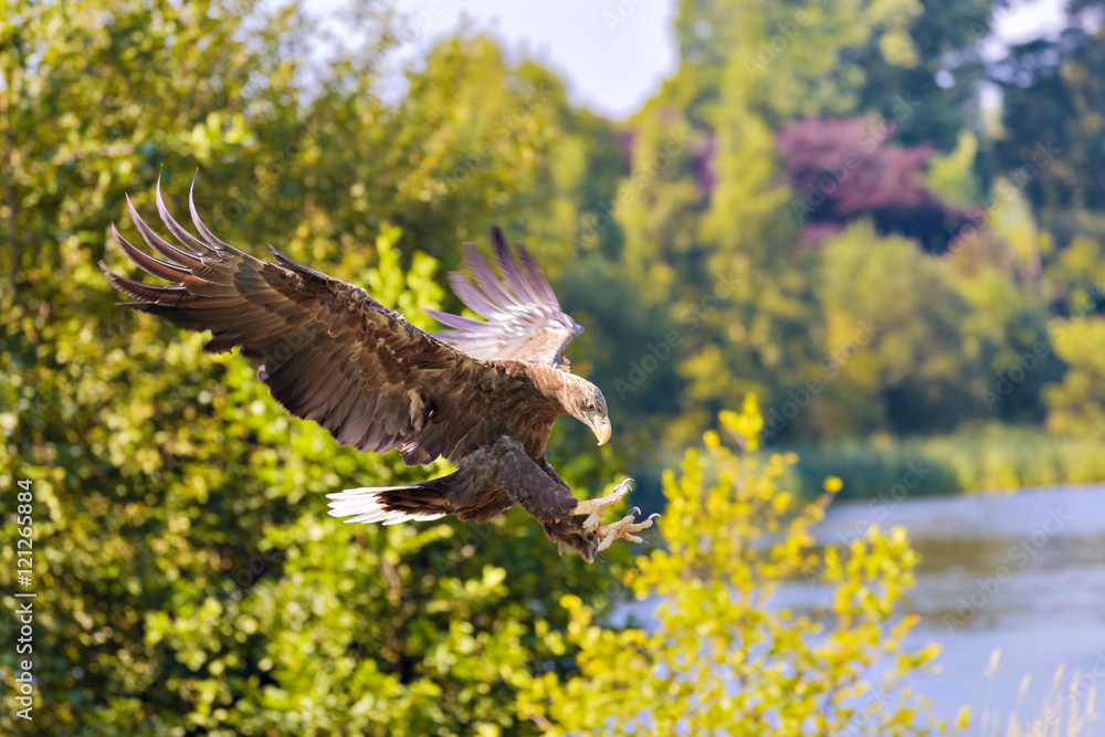 Obraz premium White Tailed Sea Eagle