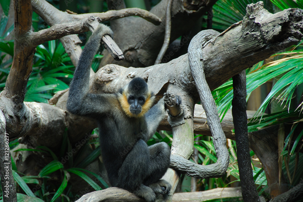 Fototapeta premium Monkey