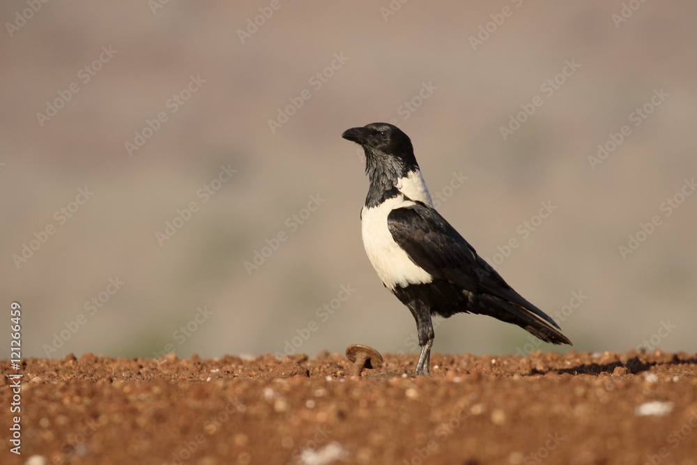 Obraz premium Pied crow, Corvus albus