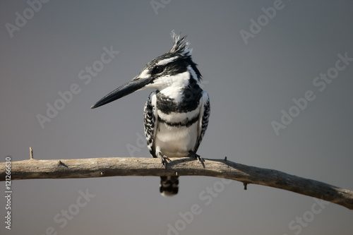 Pied kingfisher, Ceryle rudis photo