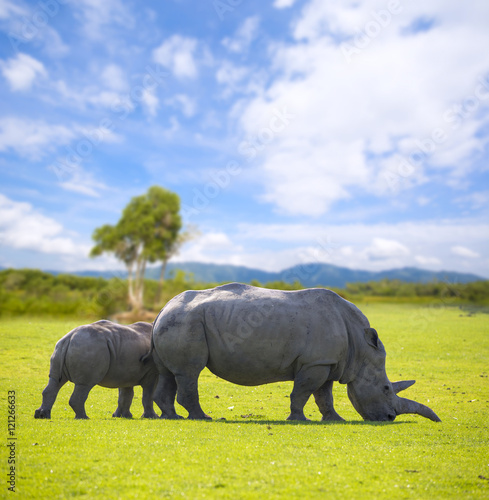 African White Rhinos © -Marcus-