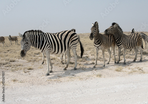 Plains zebra, Common zebra or Burchells zebra, Equus quagga