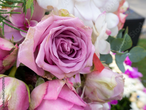 Close up of violet fresh roses