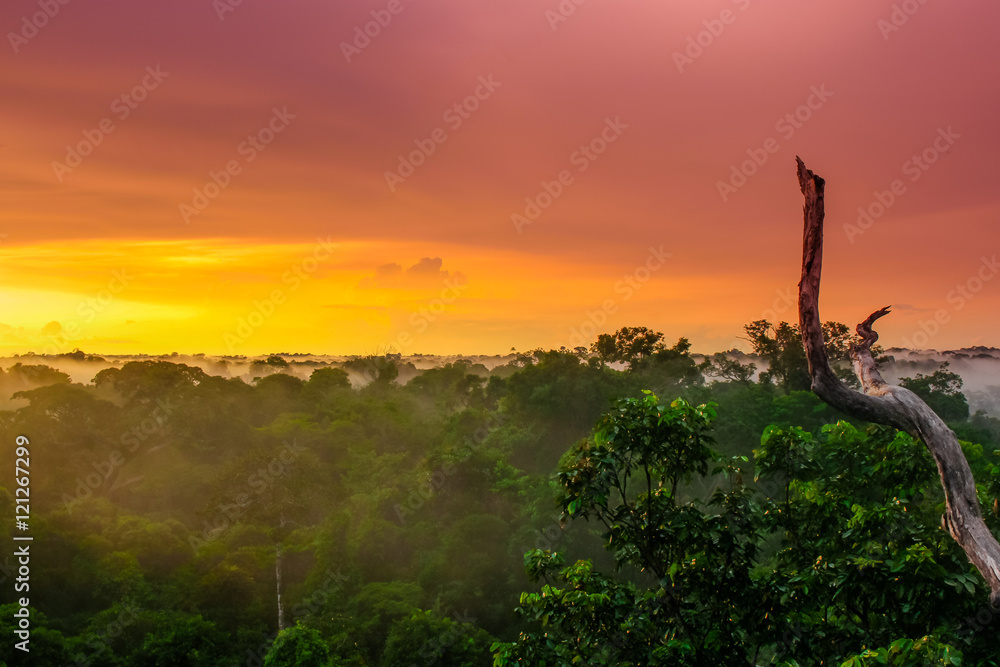 Naklejka premium sunset in the brazilian rainforest of Amazonas region