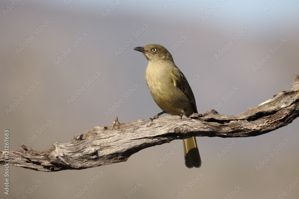 Obraz premium Sombre greenbul, Andropadus importunus