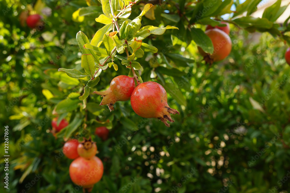 Pomegranate. Granadas Pomegranate. Granadas