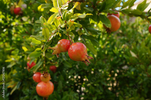 Pomegranate. Granadas