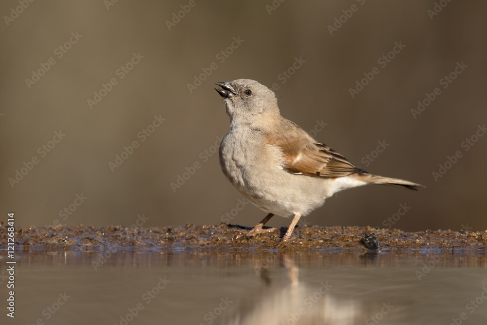 Southern grey-headed sparrow, Passer diffusus Southern grey-headed sparrow, Passer diffusus