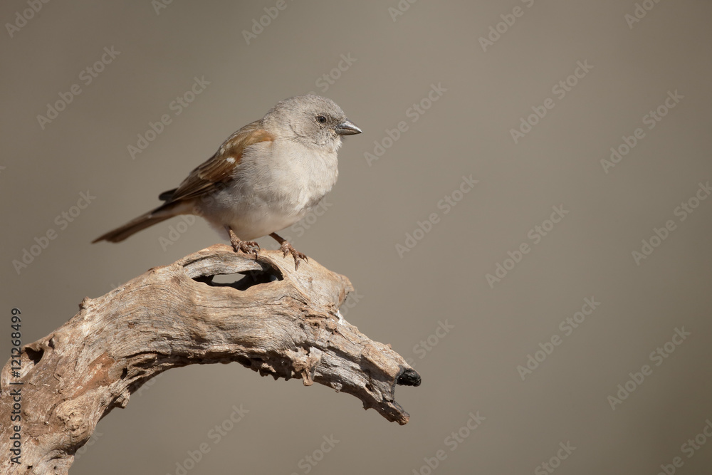Southern grey-headed sparrow, Passer diffusus Southern grey-headed sparrow, Passer diffusus