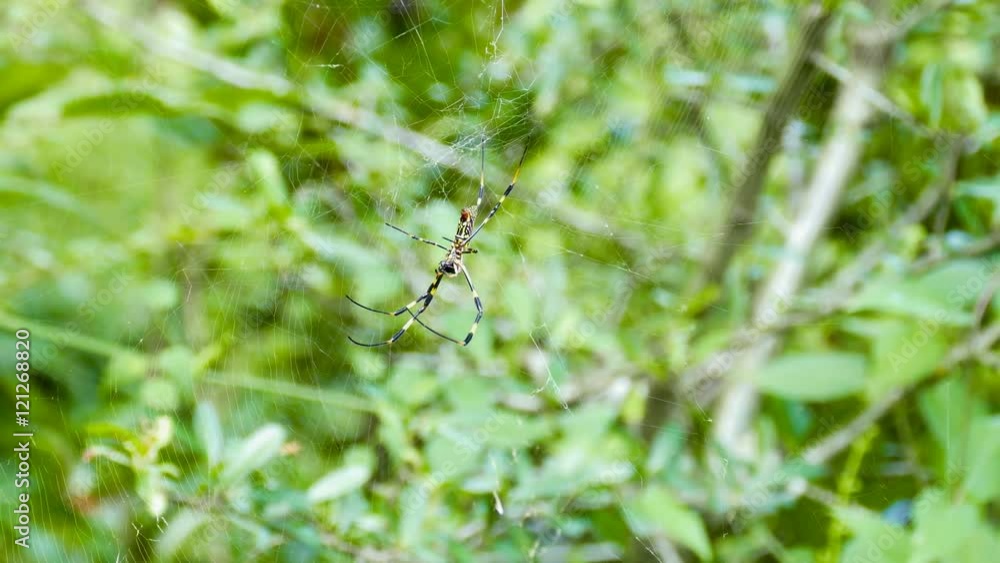 Nephila Clavata feeding on freshly caught insect. Nephila Clavata feeding on freshly caught insect.