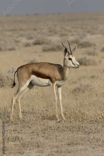 Springbok, Antidorcas marsupialis © Erni