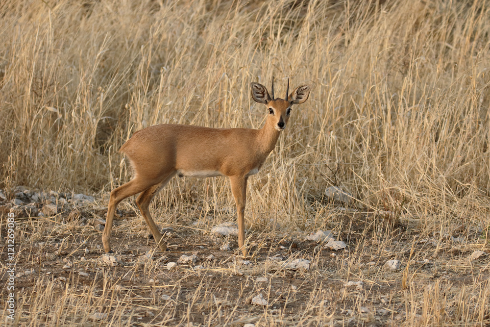 Steenbok, Raphicerus campestris Steenbok, Raphicerus campestris