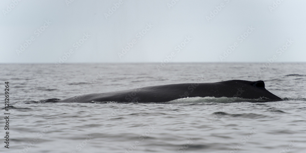 Obraz premium hippa14252