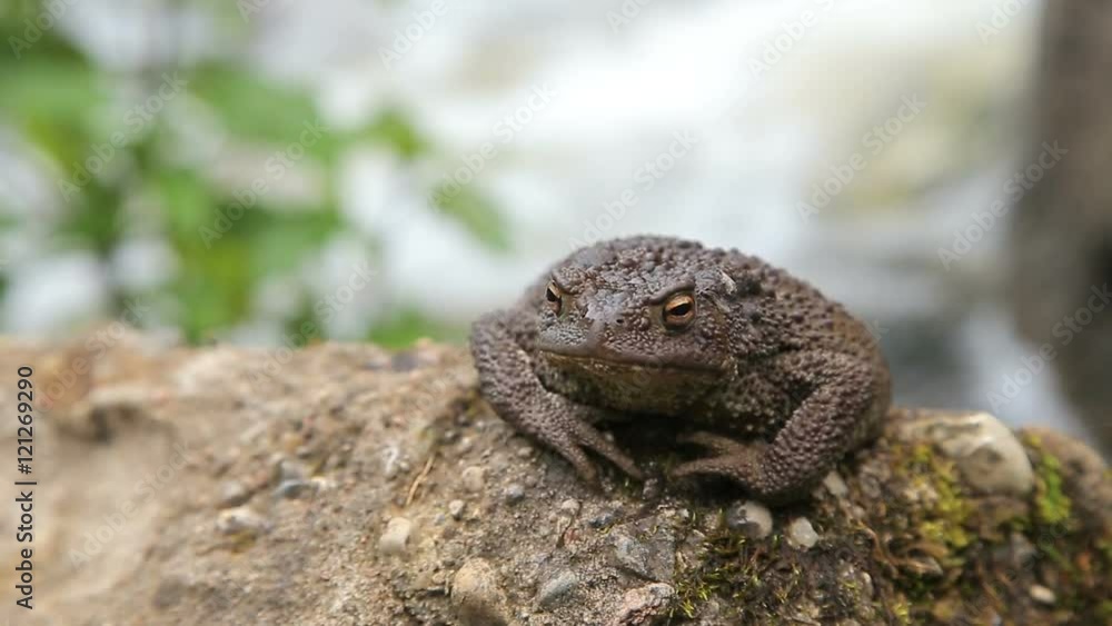 Toad basking on the rock Toad basking on the rock