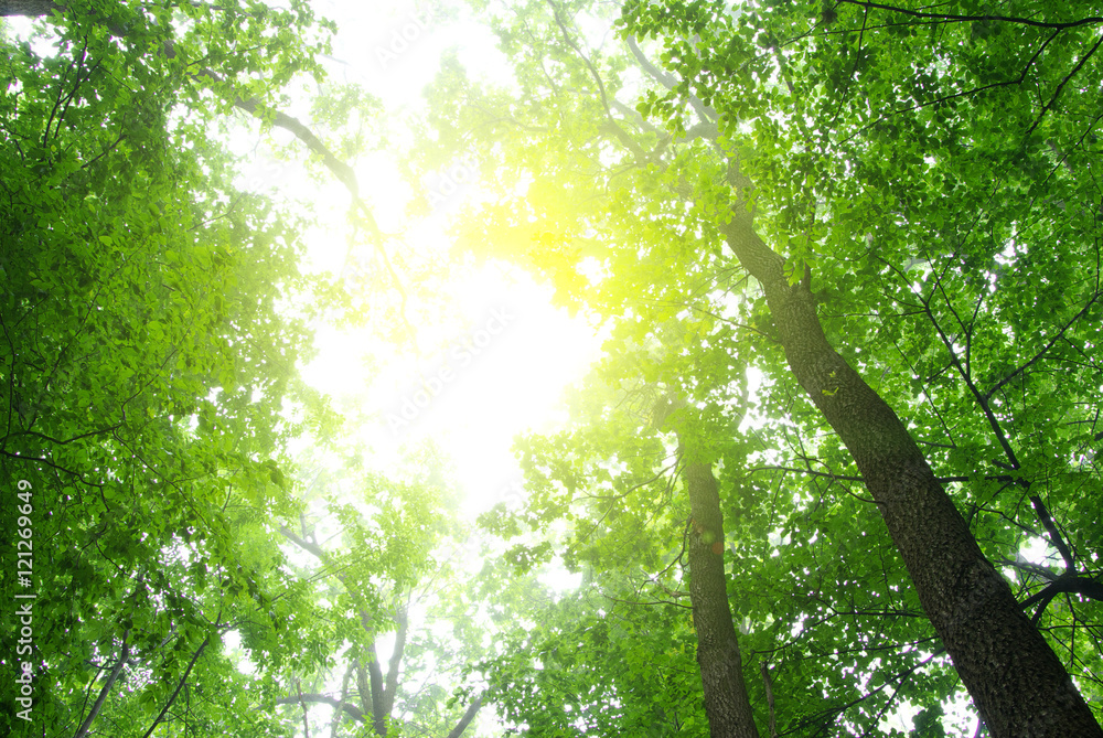 Fototapeta premium green forest