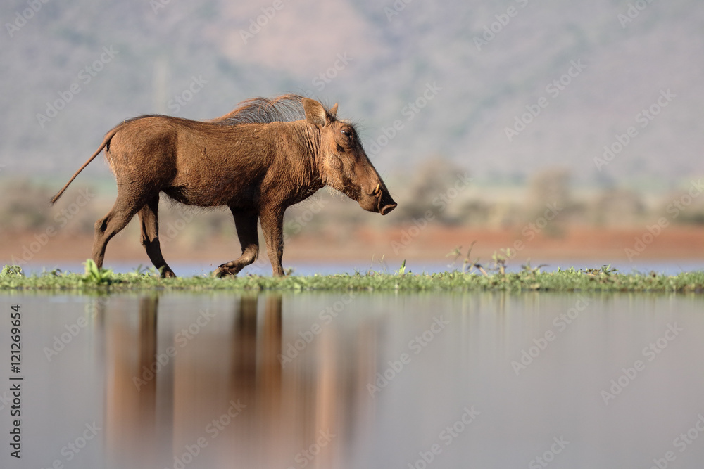 Fototapeta premium Warthog, Phacochoerus aethiopicus