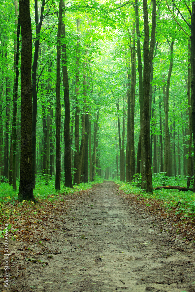 green forest green forest