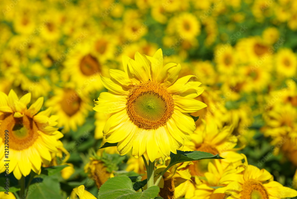 sunflower field sunflower field
